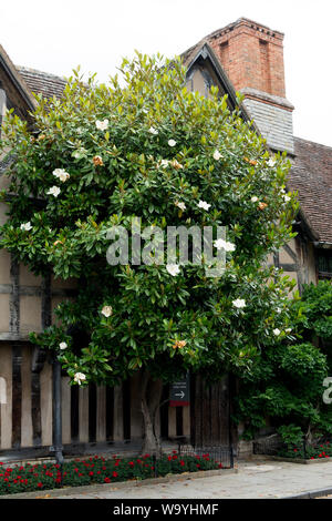 A Magnolia grandiflora outside Hall`s Croft, Stratford-upon-Avon, Warwickshire, UK Stock Photo